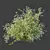 Snowflake Gypsophila 3D Plant Models 3D model small image 4