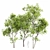 Maple 3D Tree Models Set 3D model small image 5