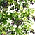 Canadian Serviceberry Berries Collection 3D model small image 7