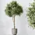 Indoor Olive Trees Set of 5 3D model small image 4
