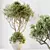 Indoor Olive Trees Set of 5 3D model small image 5
