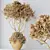 Indoor Olive Trees Set of 5 3D model small image 7
