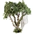 Jungle Tree & Ivy Plants Kit 3D model small image 1