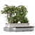 Lush Backyard Bush and Trees 3D model small image 4