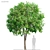 Elegant Trimmed Locust Tree 3D model small image 1