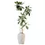 Birchbark Fig 3D Plant Model 3D model small image 1