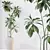 Birchbark Fig 3D Plant Model 3D model small image 2