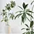 Birchbark Fig 3D Plant Model 3D model small image 3