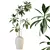 Birchbark Fig 3D Plant Model 3D model small image 5