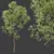 Shorea Robusta Sal Tree Model 3D model small image 2