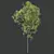 Shorea Robusta Sal Tree Model 3D model small image 4