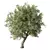 Elegant Olive Tree Sculpture Identity 3D model small image 1