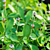 Phyla Nodiflora Branches and Bushes 3D model small image 4
