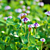 Phyla Nodiflora Branches and Bushes 3D model small image 14