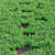 Phyla Nodiflora Branches and Bushes 3D model small image 15