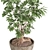 Schefflera Arboricola Indoor Plant Vase 3D model small image 4