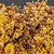 Confetti Lantana Bush 3D Models 3D model small image 5