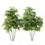 Therapeutic Bamboo Tree Models Pack 3D model small image 1