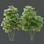 Therapeutic Bamboo Tree Models Pack 3D model small image 4
