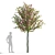 Paul's Scarlet Hawthorn Tree Models 3D model small image 3