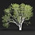 Russian Birch Tree Pack Vol 44 3D model small image 3