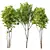 Spring Ash Maple Tree Model 3D model small image 1