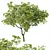 Spring Ash Maple Tree Model 3D model small image 5