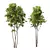 Spring Ash Maple Tree Model 3D model small image 6