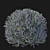 Eremophila Nivea Model 3D Rendering 3D model small image 2