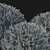 Eremophila Nivea Model 3D Rendering 3D model small image 3