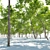 Tall Maple Trees Set with Vray Materials 3D model small image 2