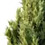 Italian Cypress Tree 19: 3D Models 3D model small image 2