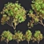 Premium Bottlebrush Bush Collection Vol.48 3D model small image 1