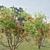 Premium Bottlebrush Bush Collection Vol.48 3D model small image 8