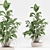  Modern Indoor Plant Set 3D model small image 4