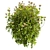 Premium Viburnum Tinus Shrub Model 3D model small image 2