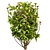 Premium Viburnum Tinus Shrub Model 3D model small image 6