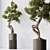 Title: Bonsai Pinus Pentaphylla Set 3D model small image 4