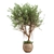 Indoor Green Shrub Plant Display 3D model small image 2