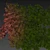 Premium Texture Sclerocarya Birrea Plant 3D model small image 7