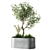 Elegant Indoor Olive Tree Set 3D model small image 3