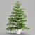 Evergreen Norfolk Pine Vol 33 3D model small image 2