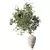 Olive Branch Bouquet Plant 3D model small image 1
