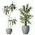 Indoor Plant Set 3D Models 3D model small image 3