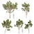 High-Quality Eucalyptus Scoparia Tree 3D model small image 1