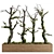 Russian Indoor Plant Tree Model 3D model small image 1