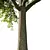 European Ash Tree 3D Model 3D model small image 3