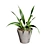 Snake Plant 3D Model .hex 3D model small image 7