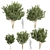 Premium Eucalyptus Lehmannii Tree Model 3D model small image 1