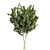 Premium Eucalyptus Lehmannii Tree Model 3D model small image 6